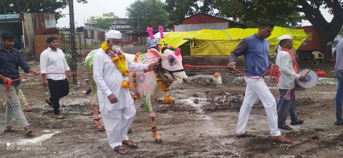 कारखान्याचे तिकीट न मिळाल्याने “बैल” बनुन गळ्यात हार घालून ढोल-ताशांच्या गजरात काढली मिरवणुक