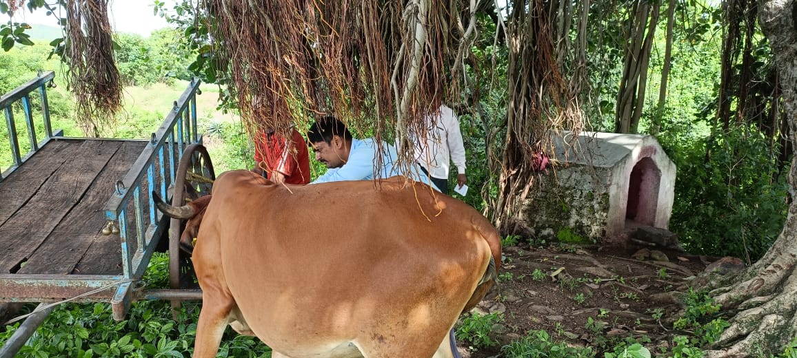 सिंगापुर येथे अक्षय उरसळ व सुमितनाना लवांडे मित्र परिवाराच्या वतीने लंपी रोगावरील प्रतिबंधात्मक मोफत तब्बल “इतके” लसीकरण  संपन्न