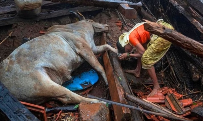 इर्शाळवाडीतील मावशीच्या कृतीनं डोळ्यांतच पाणी आलं;मृत गायीच्या पायाशी माथा ठेवून ढसाढसा रडल्या